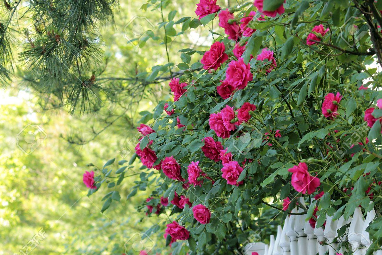 6 月 ソウル 韓国の美しいピンクや赤いバラの花 の写真素材 画像素材 Image 4035 6 月 ソウル 韓国の美しいピンクや赤いバラの花 の写真素材 画像素材 Image 4035