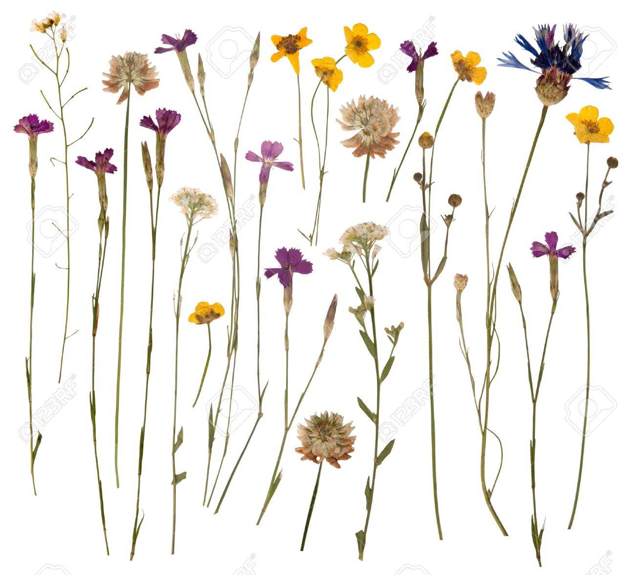 Pressed Wild Flowers Isolated On White Background - 