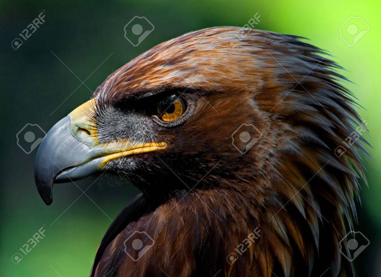 Golden Eagle Portrait