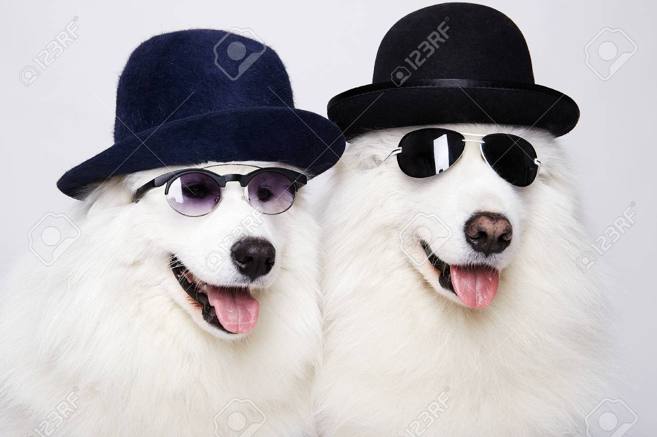 cute dogs with sunglasses