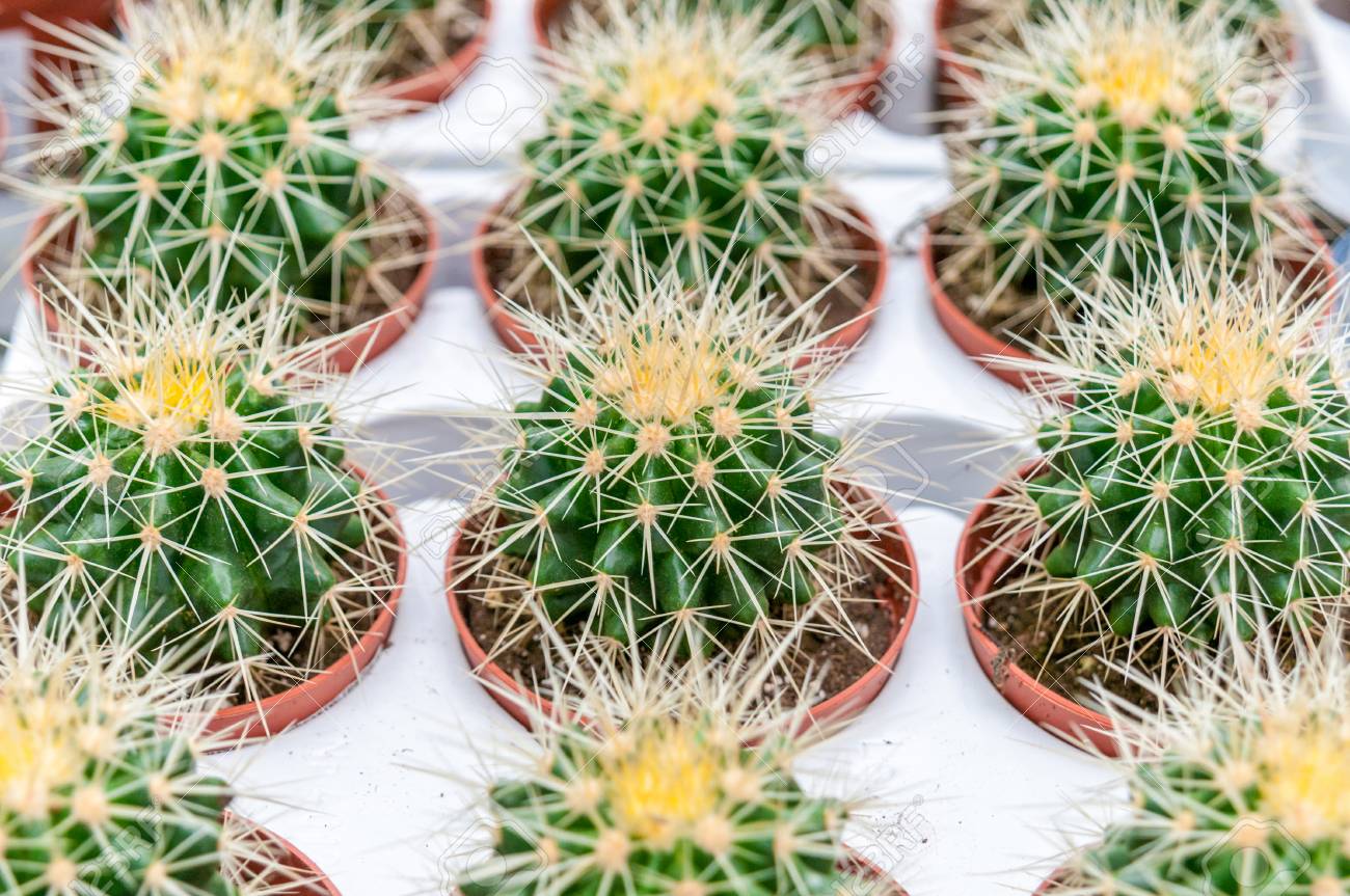 サボテン 栽培鉢に緑のサボテンのとげ の写真素材 画像素材 Image