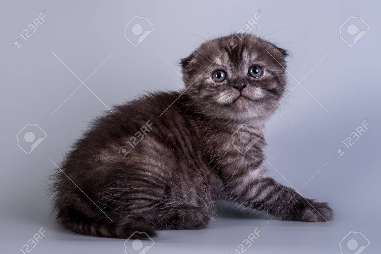 スコティッシュフォールド子猫ブルー色 の写真素材 画像素材 Image
