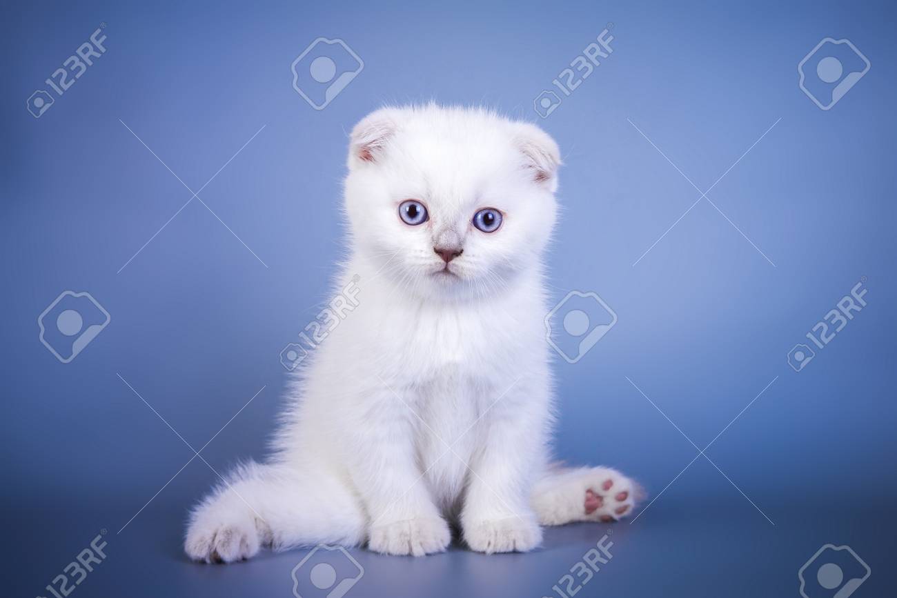 Men's Watercolor Scottish Fold Kitten White Raglan Sweatshirt Animal Cat B872 Men's Watercolor Scottish Fold Kitten White Raglan Sweatshirt Animal Cat B872