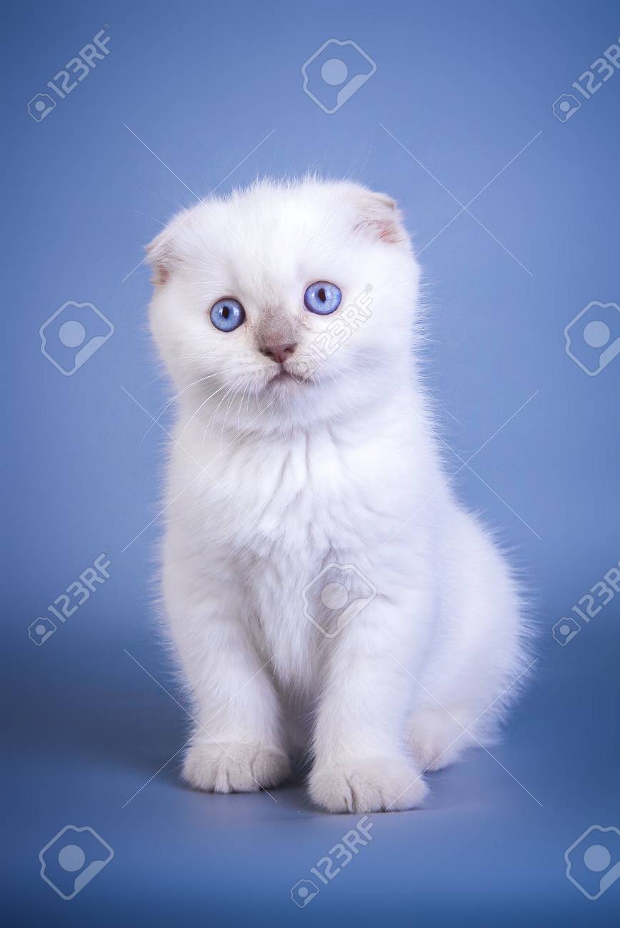 Men's Watercolor Scottish Fold Kitten White Raglan Sweatshirt Animal Cat B872 Men's Watercolor Scottish Fold Kitten White Raglan Sweatshirt Animal Cat B872