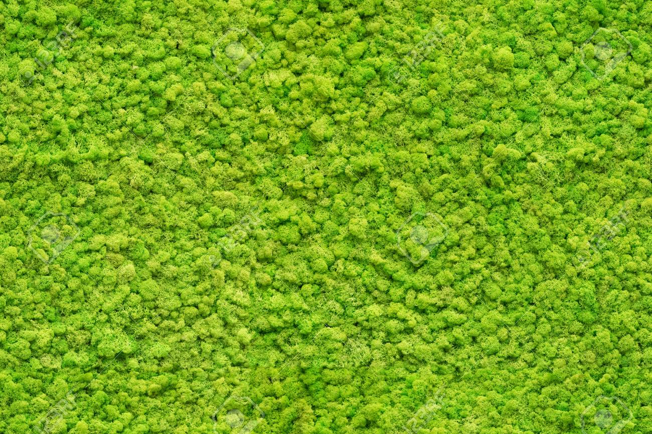 Seamless Close Up Green Moss Texture Stock Photo Picture And Royalty Free Image Image 101842440