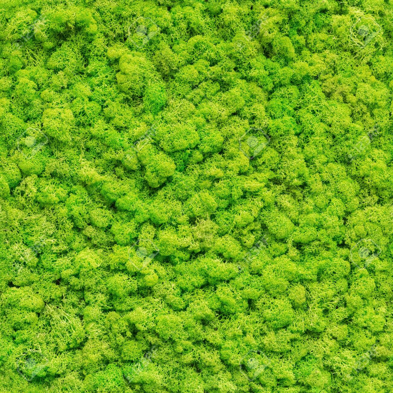 Seamless Close Up Green Moss Texture Stock Photo Picture And Royalty Free Image Image 132567183