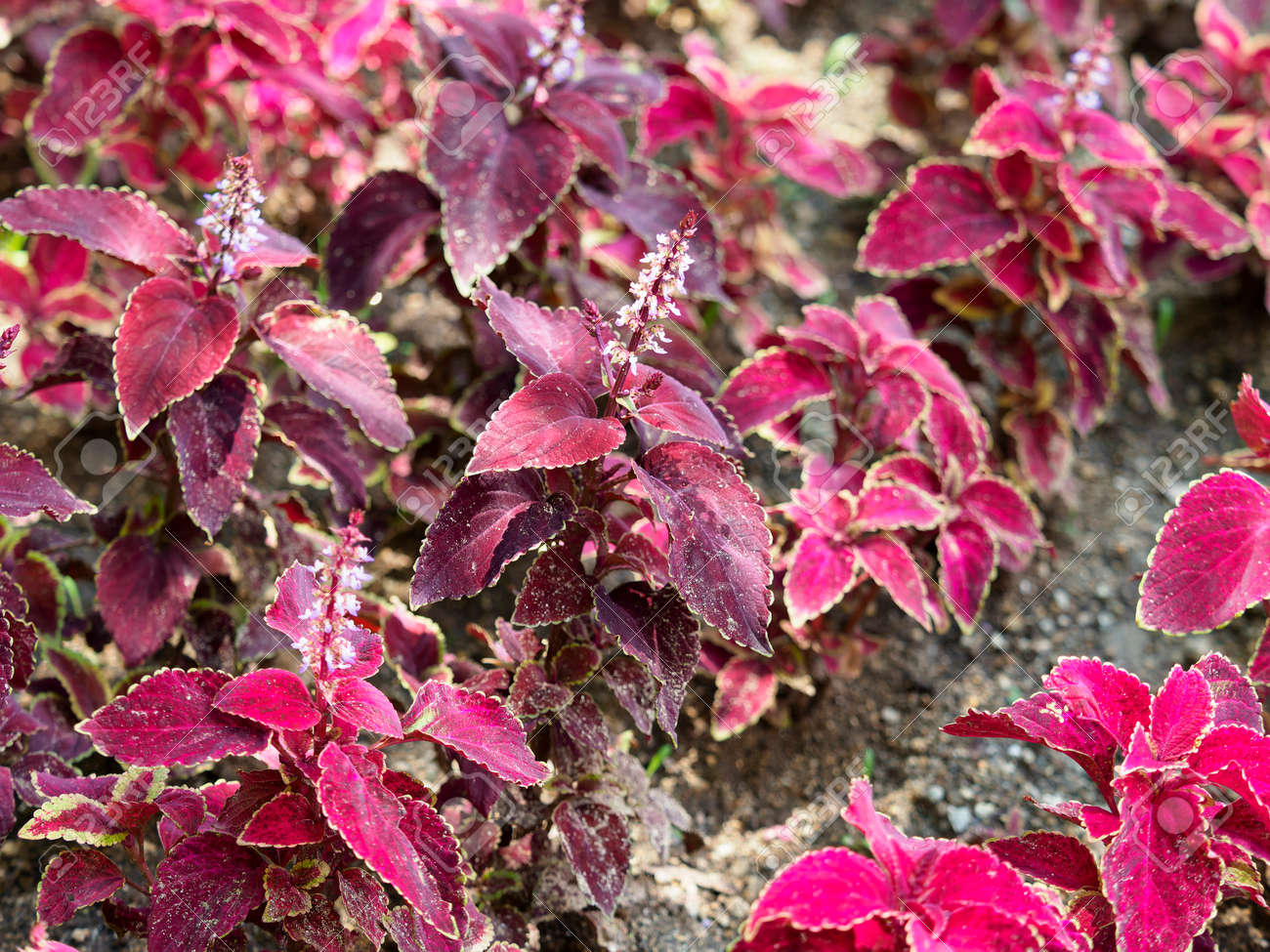 etiam-dictum-ipsum-a-felis