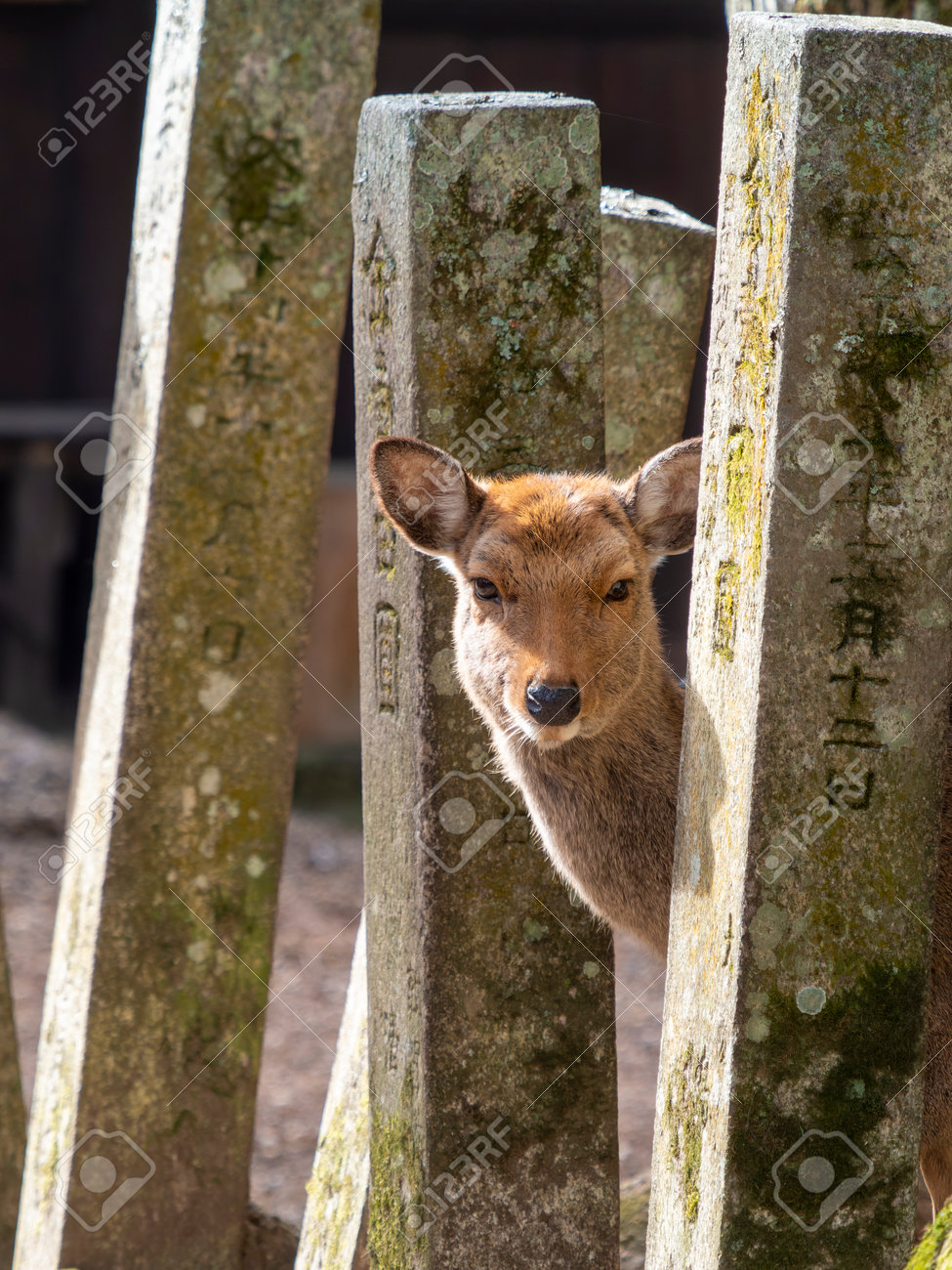 etiam-dictum-ipsum-a-felis