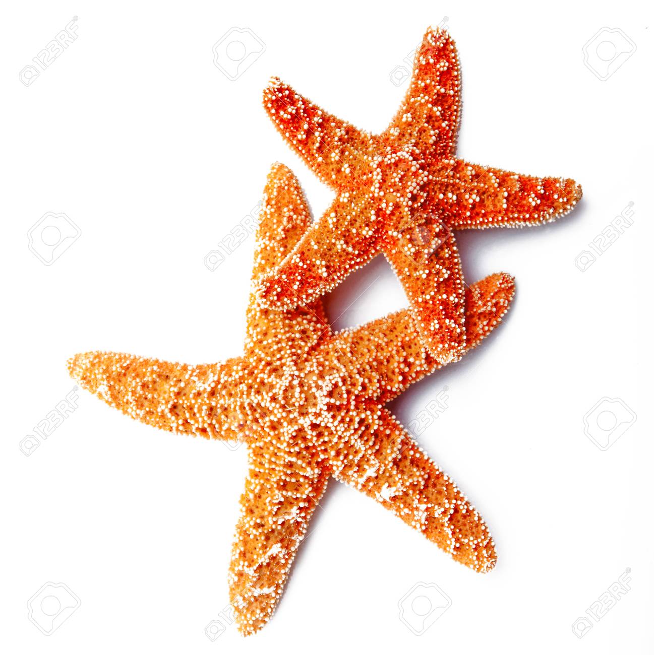 two starfish on white background - 91557774 two starfish on white background - 91557774