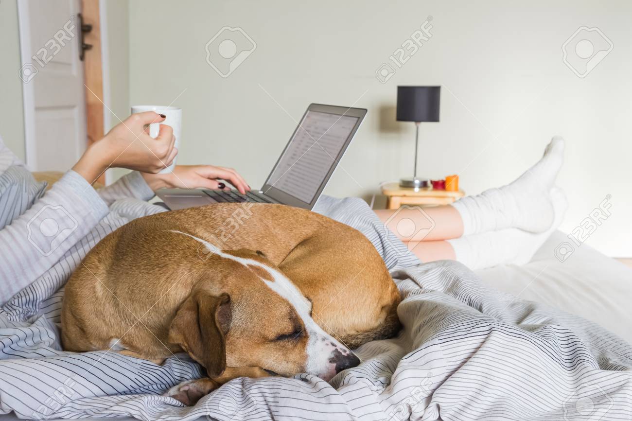 dog sleeping with human