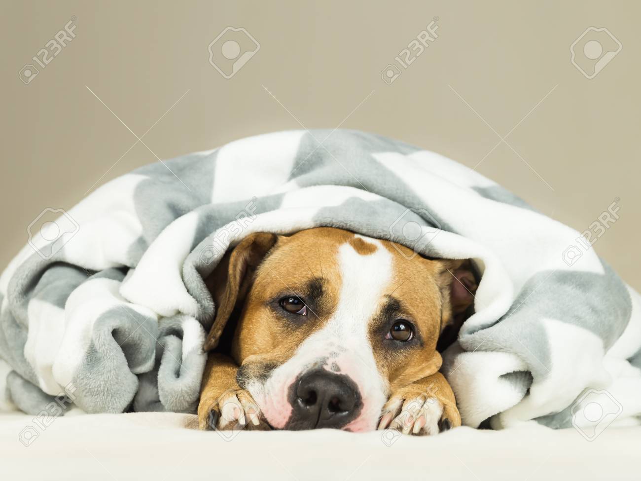dog sleeping under covers
