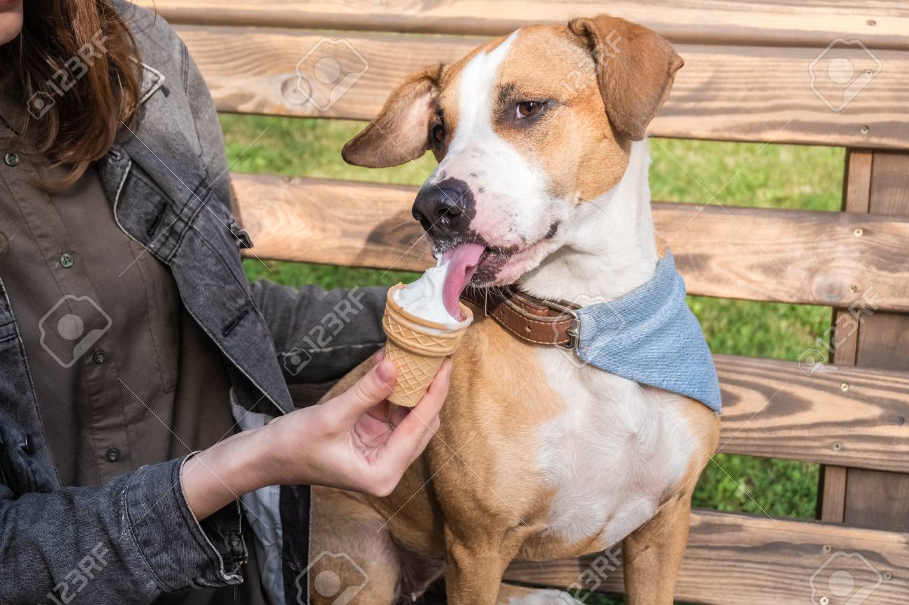 can dogs have vanilla ice cream