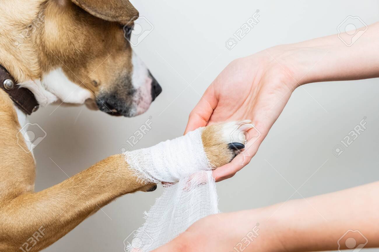 paw bandage