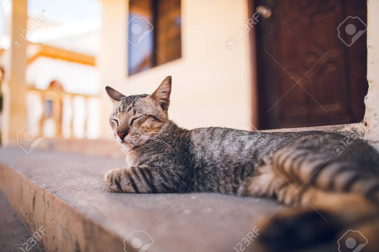 etiam-dictum-ipsum-a-felis