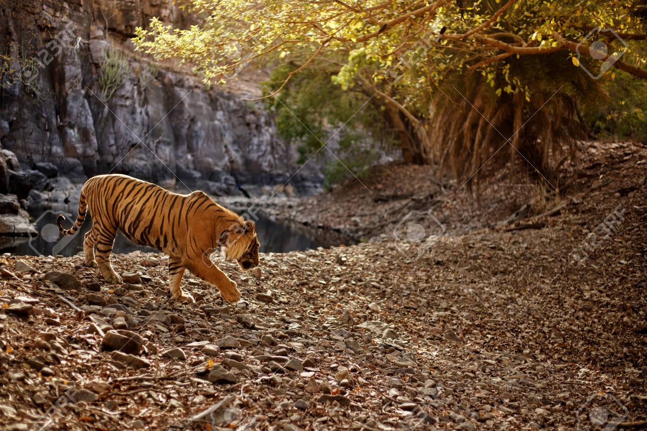 Tiger Walking Through A Jungle Stock Photo Picture And Royalty