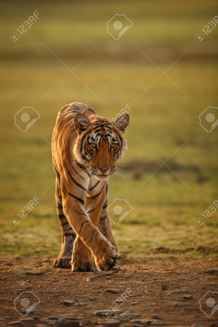 インドでランタンボア国立公園の美しい黄金の光の虎 の写真素材 画像素材 Image