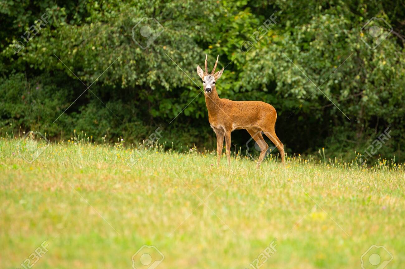 Roe deer in the magical nature. Beautiful european wildlife. Wild animal in the nature habitat. Roe deer rut. - 151508287 Roe deer in the magical nature. Beautiful european wildlife. Wild animal in the nature habitat. Roe deer rut. - 151508287