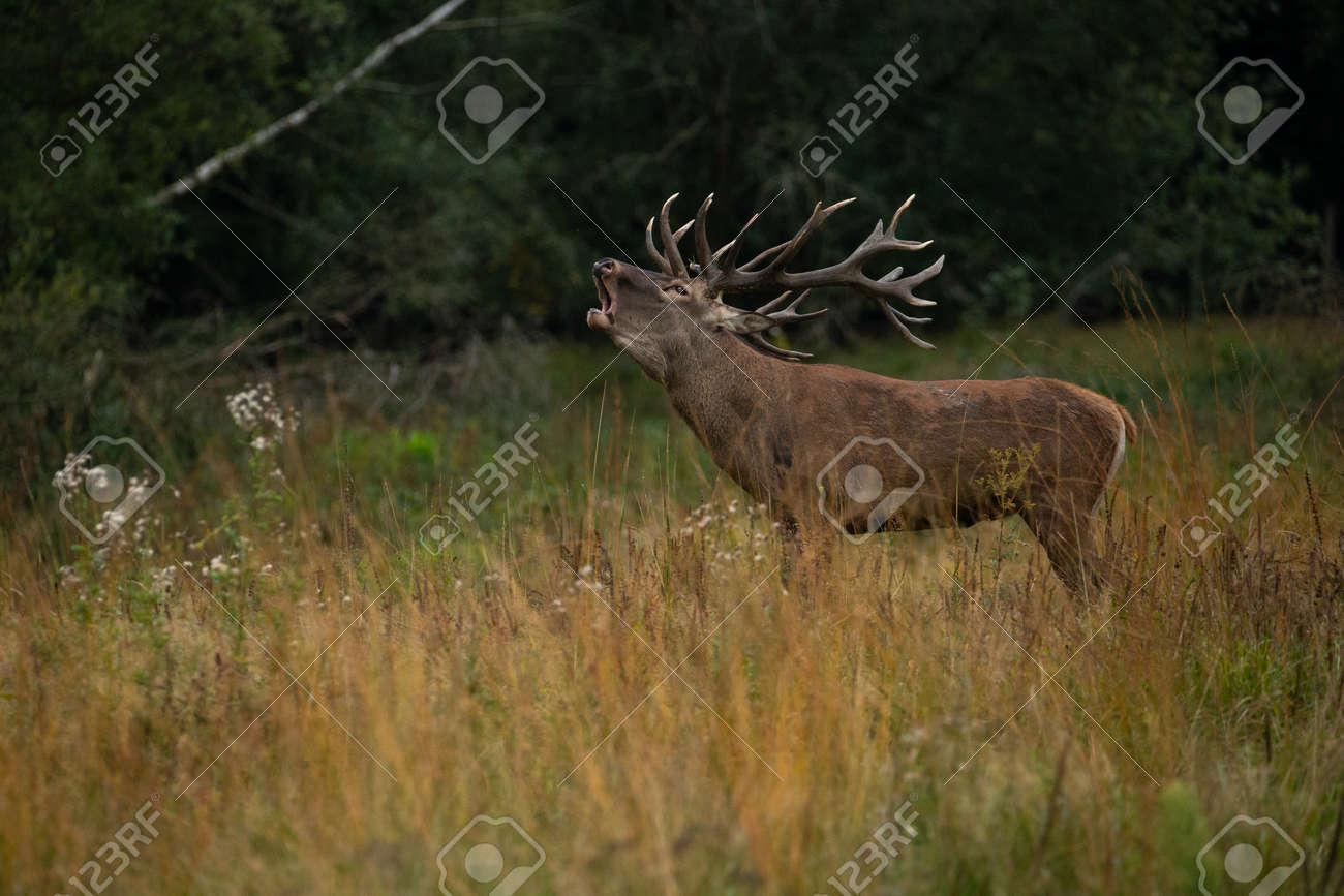 Red deer in the nature habitat during the deer rut - 153885407 Red deer in the nature habitat during the deer rut - 153885407