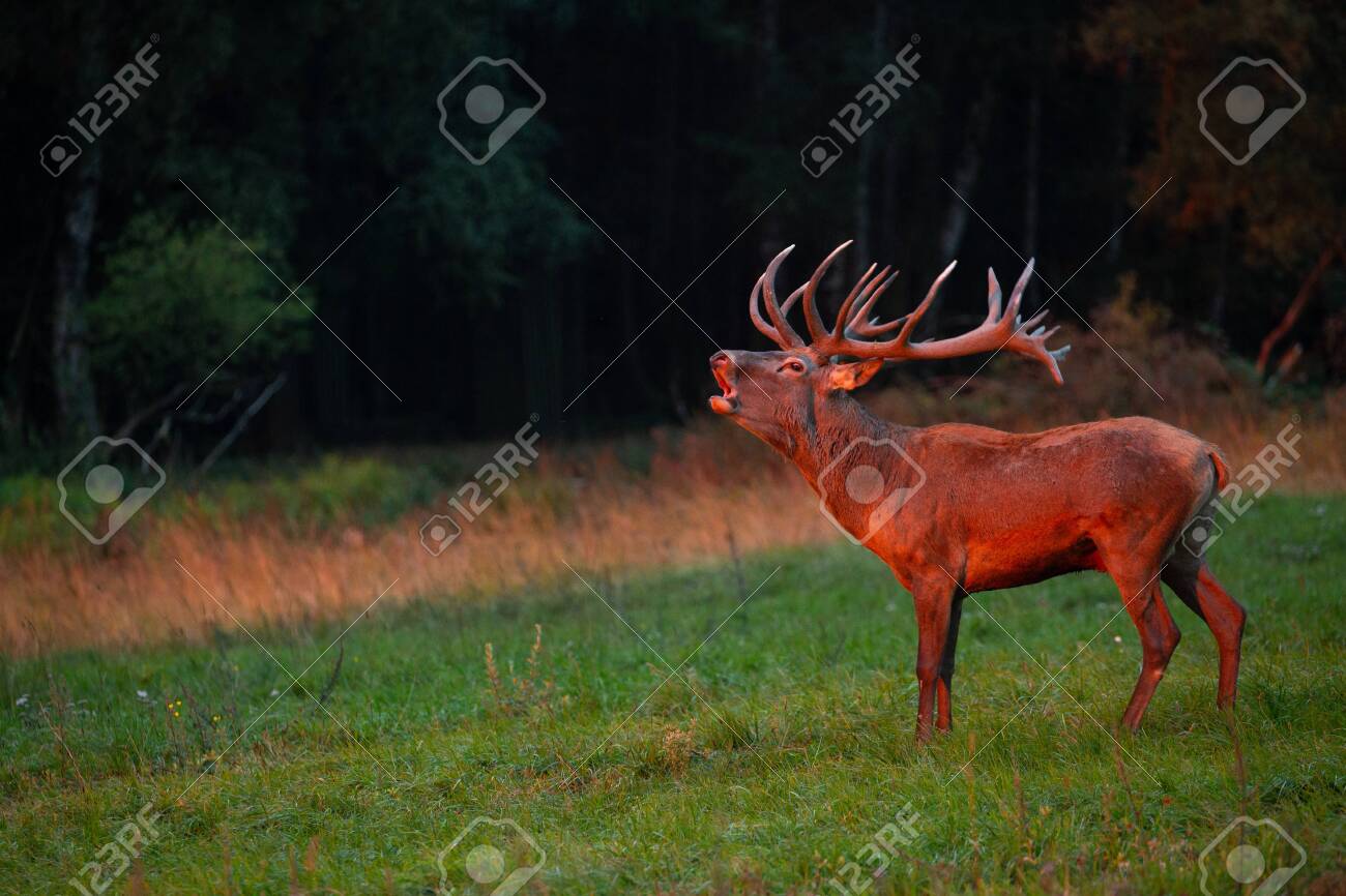 Red deer in the nature habitat during the deer rut - 153885409 Red deer in the nature habitat during the deer rut - 153885409