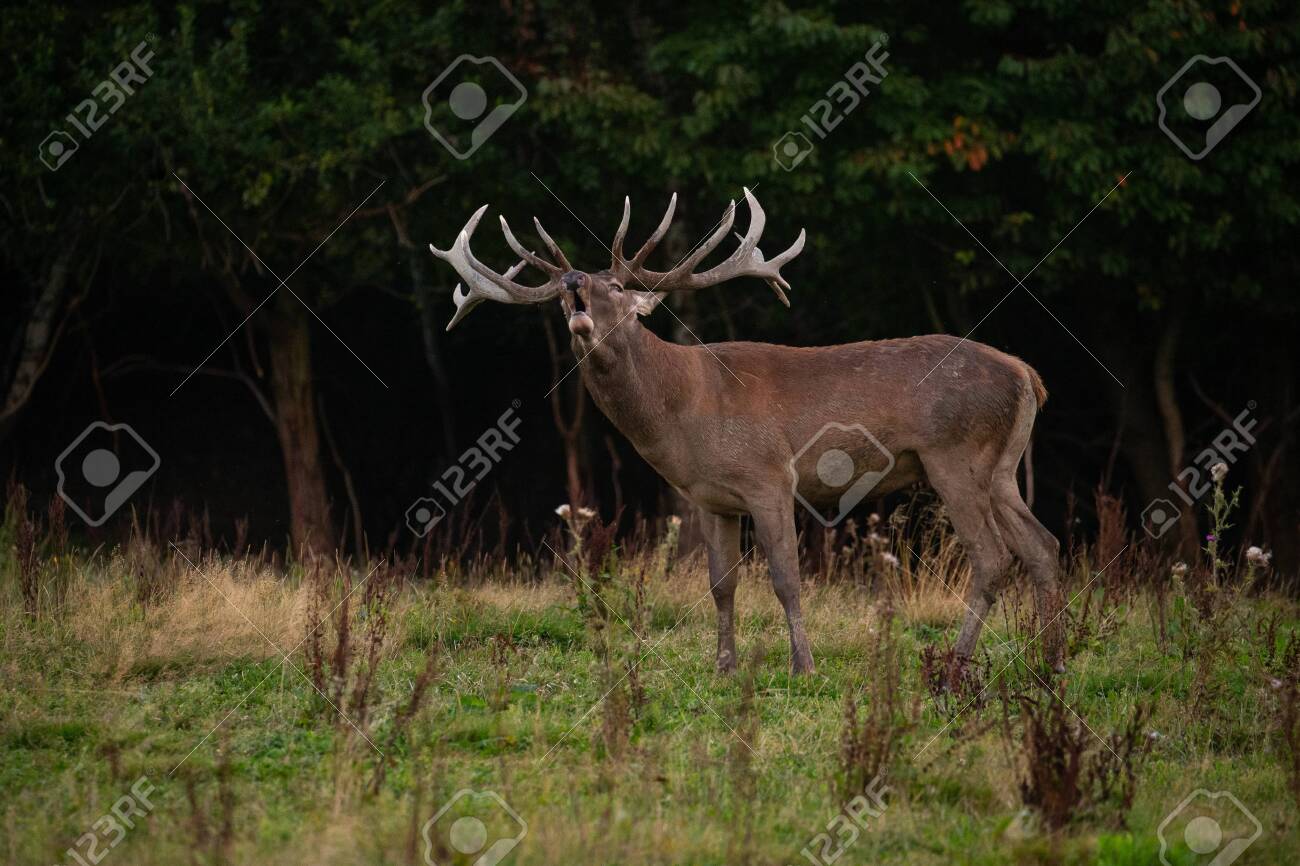 Red deer in the nature habitat during the deer rut - 153885416 Red deer in the nature habitat during the deer rut - 153885416