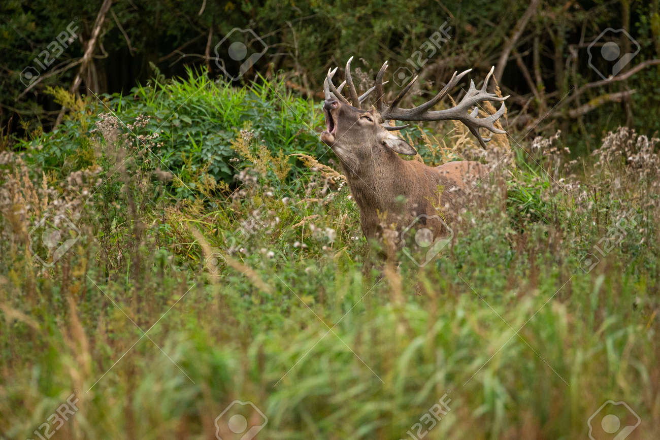 Red deer in the nature habitat during the deer rut - 153885419 Red deer in the nature habitat during the deer rut - 153885419