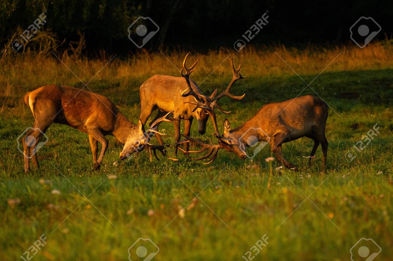 Red deer in the nature habitat during the deer rut - 153885426 Red deer in the nature habitat during the deer rut - 153885426