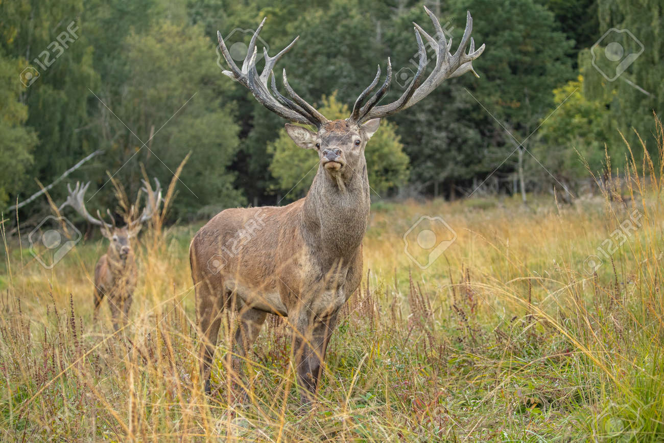 Red deer in the nature habitat during the deer rut - 152962692 Red deer in the nature habitat during the deer rut - 152962692