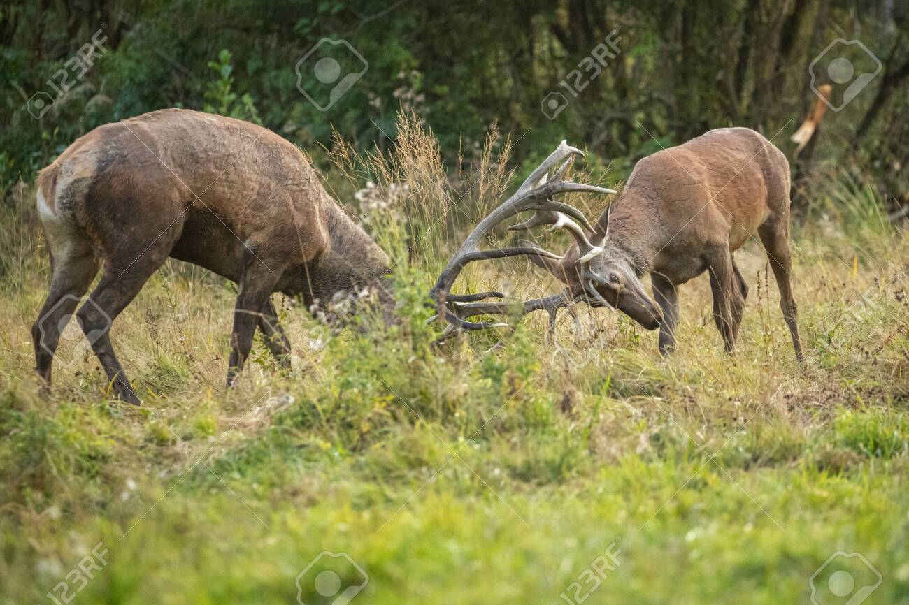 Red deer in the nature habitat during the deer rut - 152962409 Red deer in the nature habitat during the deer rut - 152962409