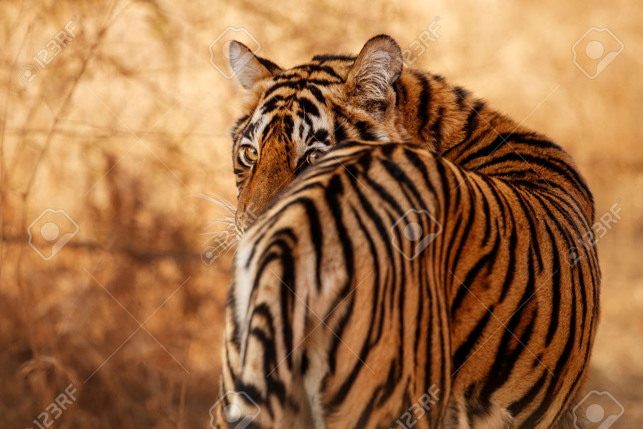 Beautiful tiger in the nature habitat. Tiger pose in amazing light. Wildlife scene with wild animal. Indian wildlife. Indian tiger. Panthera tigris tigris. - 154715448 Beautiful tiger in the nature habitat. Tiger pose in amazing light. Wildlife scene with wild animal. Indian wildlife. Indian tiger. Panthera tigris tigris. - 154715448
