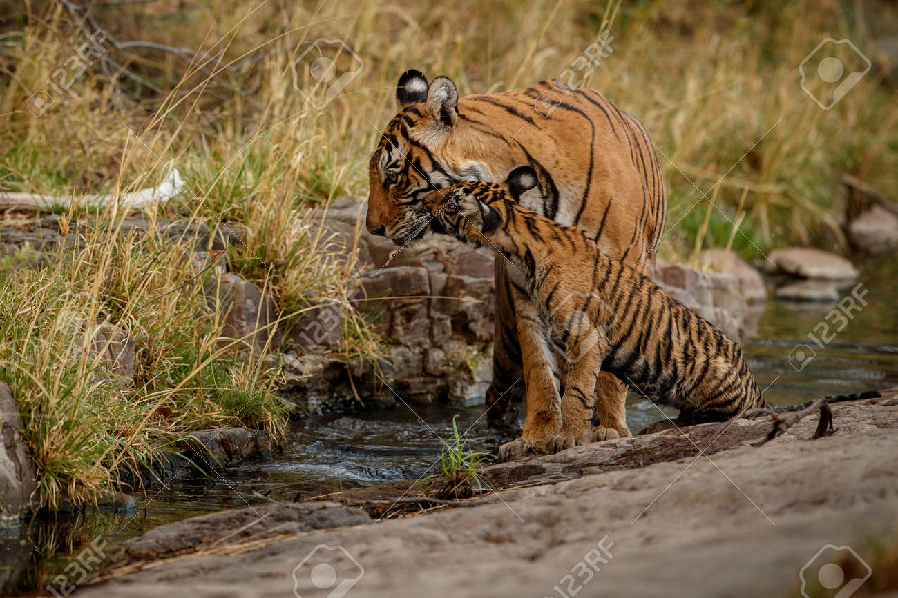 Beautiful tiger in the nature habitat. Tiger pose in amazing light. Wildlife scene with wild animal. Indian wildlife. Indian tiger. Panthera tigris tigris. - 154715445 Beautiful tiger in the nature habitat. Tiger pose in amazing light. Wildlife scene with wild animal. Indian wildlife. Indian tiger. Panthera tigris tigris. - 154715445