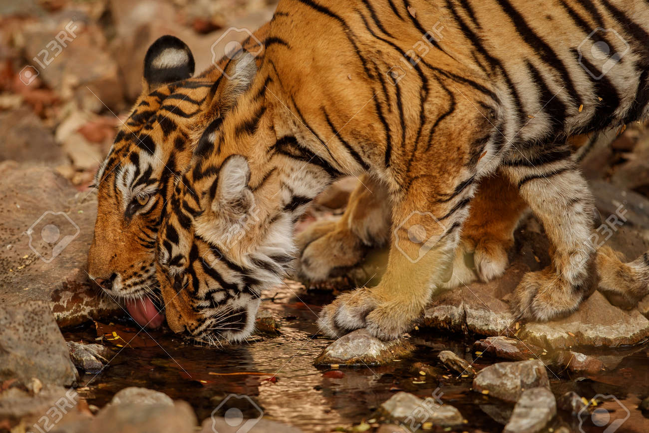 Beautiful tiger in the nature habitat. Tiger pose in amazing light. Wildlife scene with wild animal. Indian wildlife. Indian tiger. Panthera tigris tigris. - 154715455 Beautiful tiger in the nature habitat. Tiger pose in amazing light. Wildlife scene with wild animal. Indian wildlife. Indian tiger. Panthera tigris tigris. - 154715455