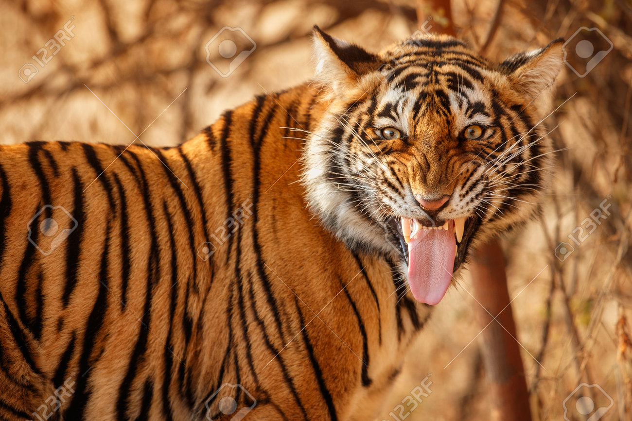 Beautiful tiger in the nature habitat. Tiger pose in amazing light. Wildlife scene with wild animal. Indian wildlife. Indian tiger. Panthera tigris tigris. - 161811194 Beautiful tiger in the nature habitat. Tiger pose in amazing light. Wildlife scene with wild animal. Indian wildlife. Indian tiger. Panthera tigris tigris. - 161811194