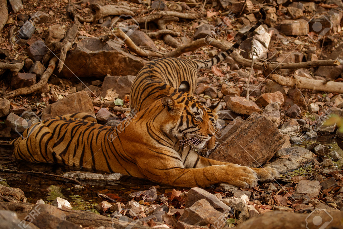 Beautiful tiger in the nature habitat. Tiger pose in amazing light. Wildlife scene with wild animal. Indian wildlife. Indian tiger. Panthera tigris tigris. - 161811195 Beautiful tiger in the nature habitat. Tiger pose in amazing light. Wildlife scene with wild animal. Indian wildlife. Indian tiger. Panthera tigris tigris. - 161811195