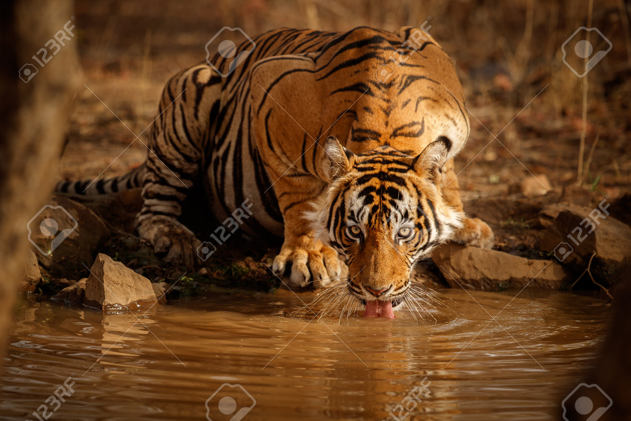Beautiful tiger in the nature habitat. Tiger pose in amazing light. Wildlife scene with wild animal. Indian wildlife. Indian tiger. Panthera tigris tigris. - 161811197 Beautiful tiger in the nature habitat. Tiger pose in amazing light. Wildlife scene with wild animal. Indian wildlife. Indian tiger. Panthera tigris tigris. - 161811197