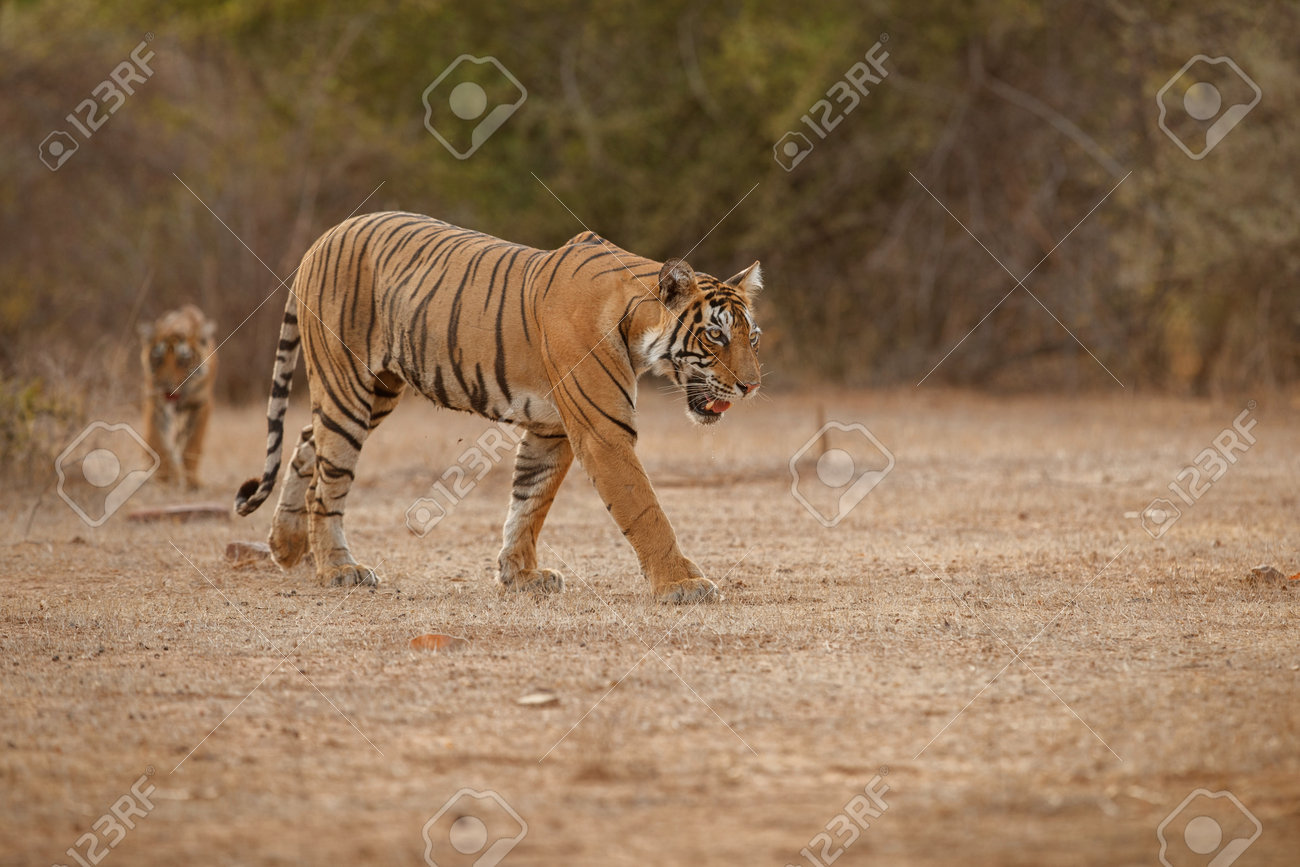 Beautiful tiger in the nature habitat. Tiger pose in amazing light. Wildlife scene with wild animal. Indian wildlife. Indian tiger. Panthera tigris tigris. - 161811205 Beautiful tiger in the nature habitat. Tiger pose in amazing light. Wildlife scene with wild animal. Indian wildlife. Indian tiger. Panthera tigris tigris. - 161811205
