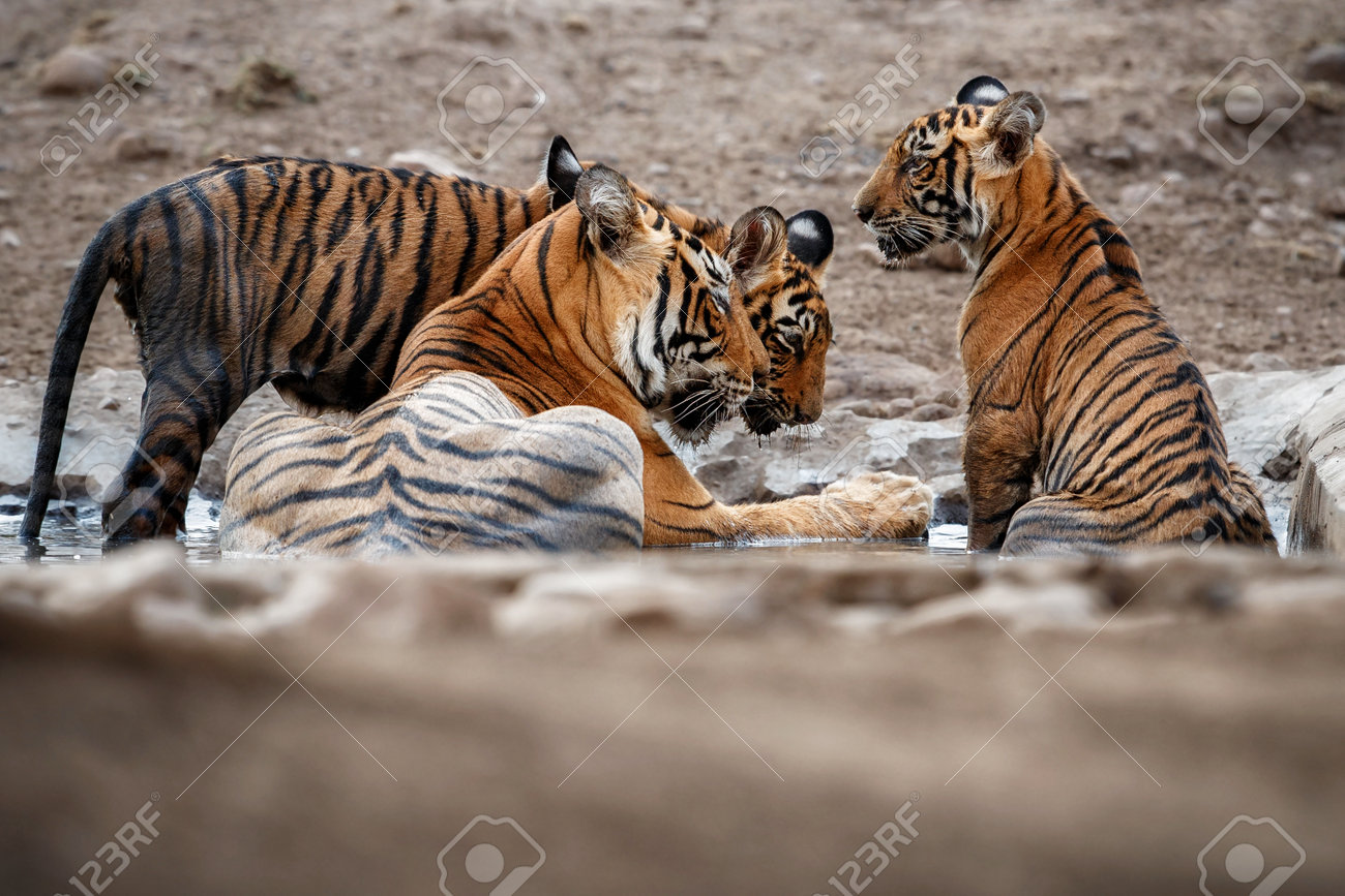 Beautiful tiger in the nature habitat. Tiger pose in amazing light. Wildlife scene with wild animal. Indian wildlife. Indian tiger. Panthera tigris tigris. - 161811206 Beautiful tiger in the nature habitat. Tiger pose in amazing light. Wildlife scene with wild animal. Indian wildlife. Indian tiger. Panthera tigris tigris. - 161811206