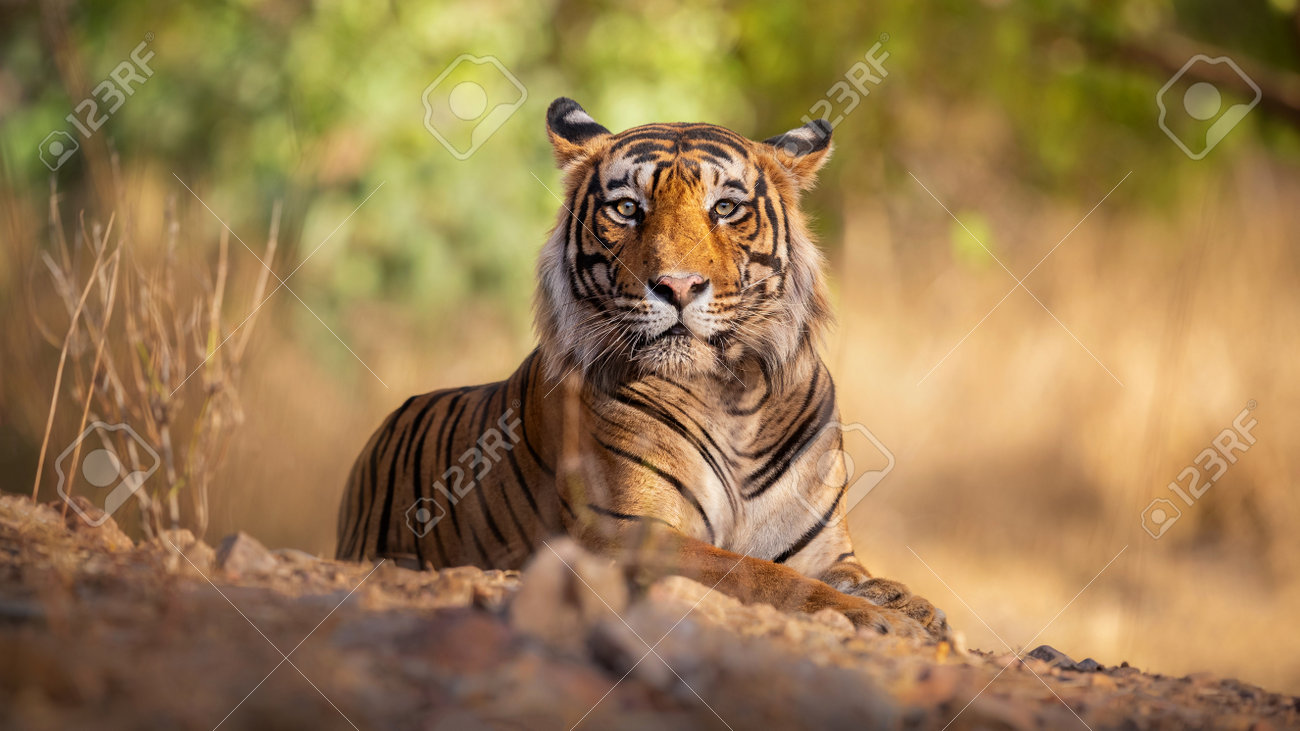 Beautiful tiger in the nature habitat. Tiger pose in amazing light. Wildlife scene with wild animal. Indian wildlife. Indian tiger. Panthera tigris tigris. - 161811283 Beautiful tiger in the nature habitat. Tiger pose in amazing light. Wildlife scene with wild animal. Indian wildlife. Indian tiger. Panthera tigris tigris. - 161811283