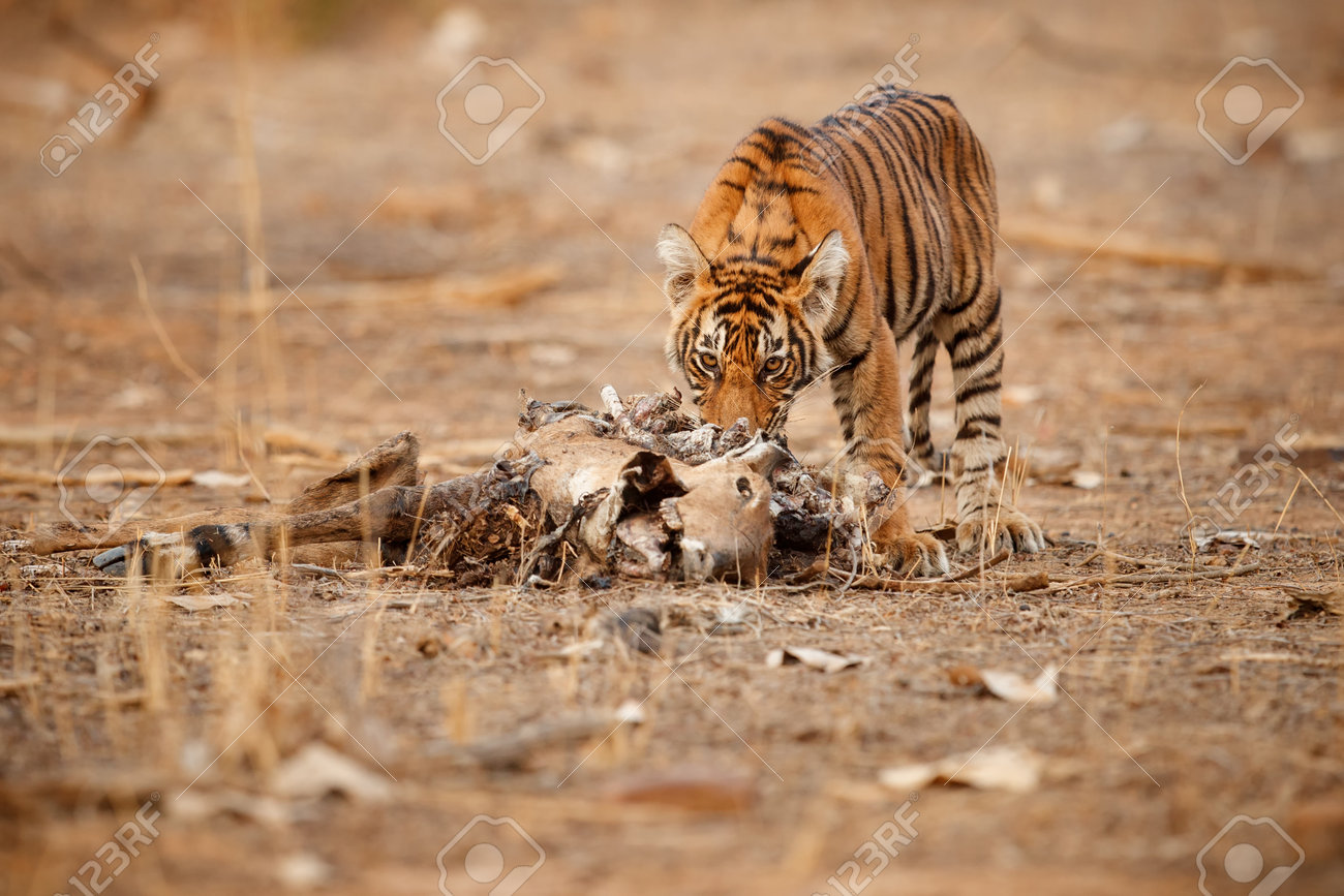 Beautiful tiger in the nature habitat. Tiger pose in amazing light. Wildlife scene with wild animal. Indian wildlife. Indian tiger. Panthera tigris tigris. - 161811286 Beautiful tiger in the nature habitat. Tiger pose in amazing light. Wildlife scene with wild animal. Indian wildlife. Indian tiger. Panthera tigris tigris. - 161811286