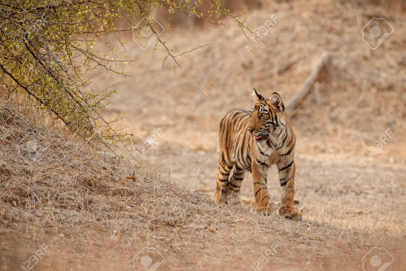 Beautiful tiger in the nature habitat. Tiger pose in amazing light. Wildlife scene with wild animal. Indian wildlife. Indian tiger. Panthera tigris tigris. - 161811317 Beautiful tiger in the nature habitat. Tiger pose in amazing light. Wildlife scene with wild animal. Indian wildlife. Indian tiger. Panthera tigris tigris. - 161811317