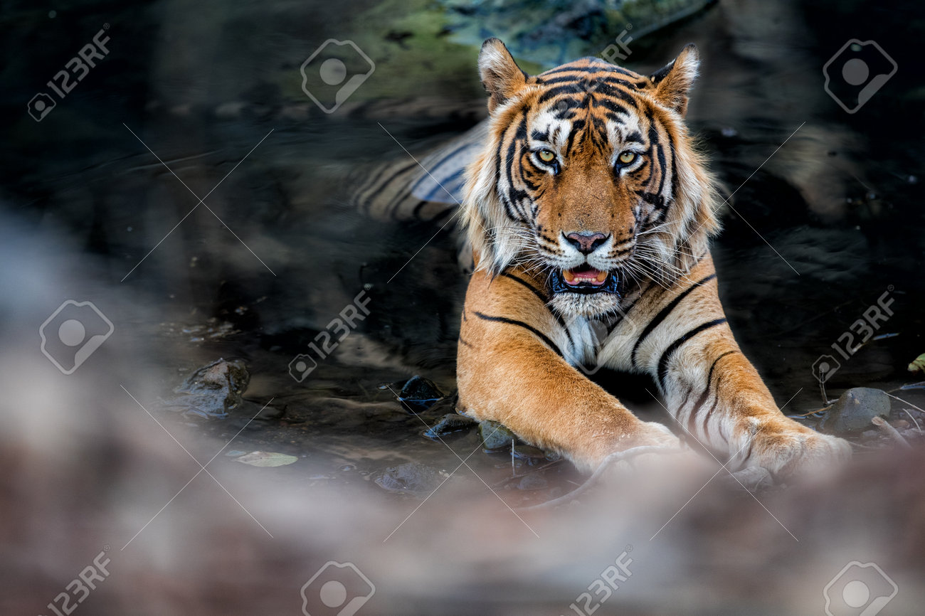 Beautiful tiger in the nature habitat. Tiger pose in amazing light. Wildlife scene with wild animal. Indian wildlife. Indian tiger. Panthera tigris tigris. - 161811323 Beautiful tiger in the nature habitat. Tiger pose in amazing light. Wildlife scene with wild animal. Indian wildlife. Indian tiger. Panthera tigris tigris. - 161811323