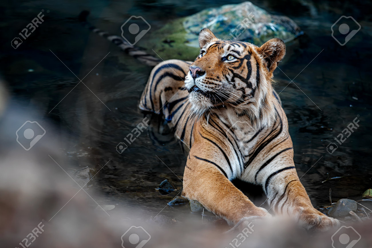 Beautiful tiger in the nature habitat. Tiger pose in amazing light. Wildlife scene with wild animal. Indian wildlife. Indian tiger. Panthera tigris tigris. - 161811324 Beautiful tiger in the nature habitat. Tiger pose in amazing light. Wildlife scene with wild animal. Indian wildlife. Indian tiger. Panthera tigris tigris. - 161811324