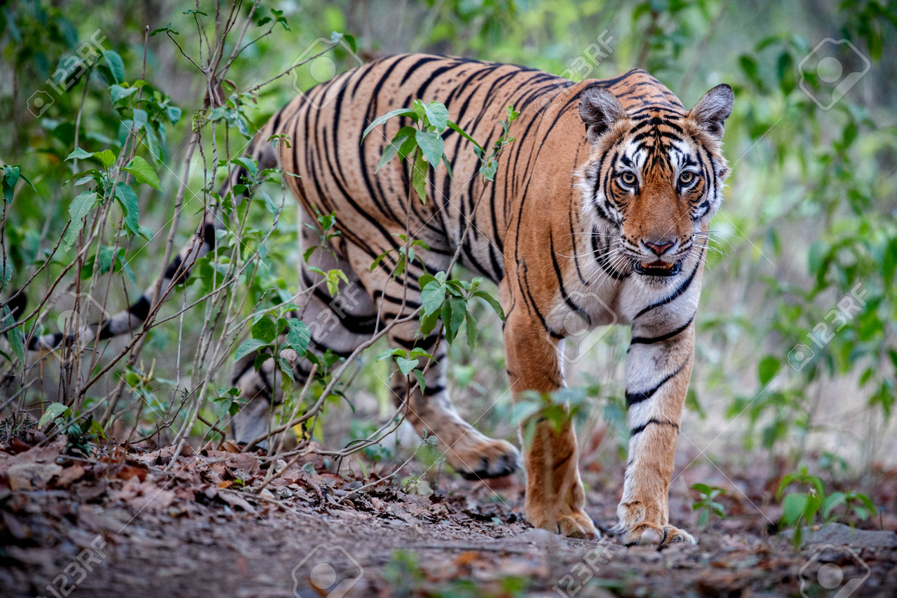 Beautiful tiger in the nature habitat. Tiger pose in amazing light. Wildlife scene with wild animal. Indian wildlife. Indian tiger. Panthera tigris tigris. - 161811326 Beautiful tiger in the nature habitat. Tiger pose in amazing light. Wildlife scene with wild animal. Indian wildlife. Indian tiger. Panthera tigris tigris. - 161811326