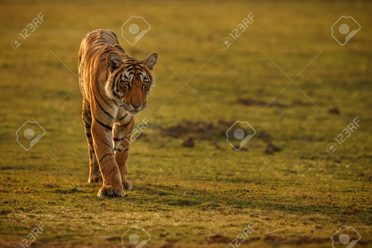 Beautiful tiger in the nature habitat. Tiger pose in amazing light. Wildlife scene with wild animal. Indian wildlife. Indian tiger. Panthera tigris tigris. - 161811335 Beautiful tiger in the nature habitat. Tiger pose in amazing light. Wildlife scene with wild animal. Indian wildlife. Indian tiger. Panthera tigris tigris. - 161811335