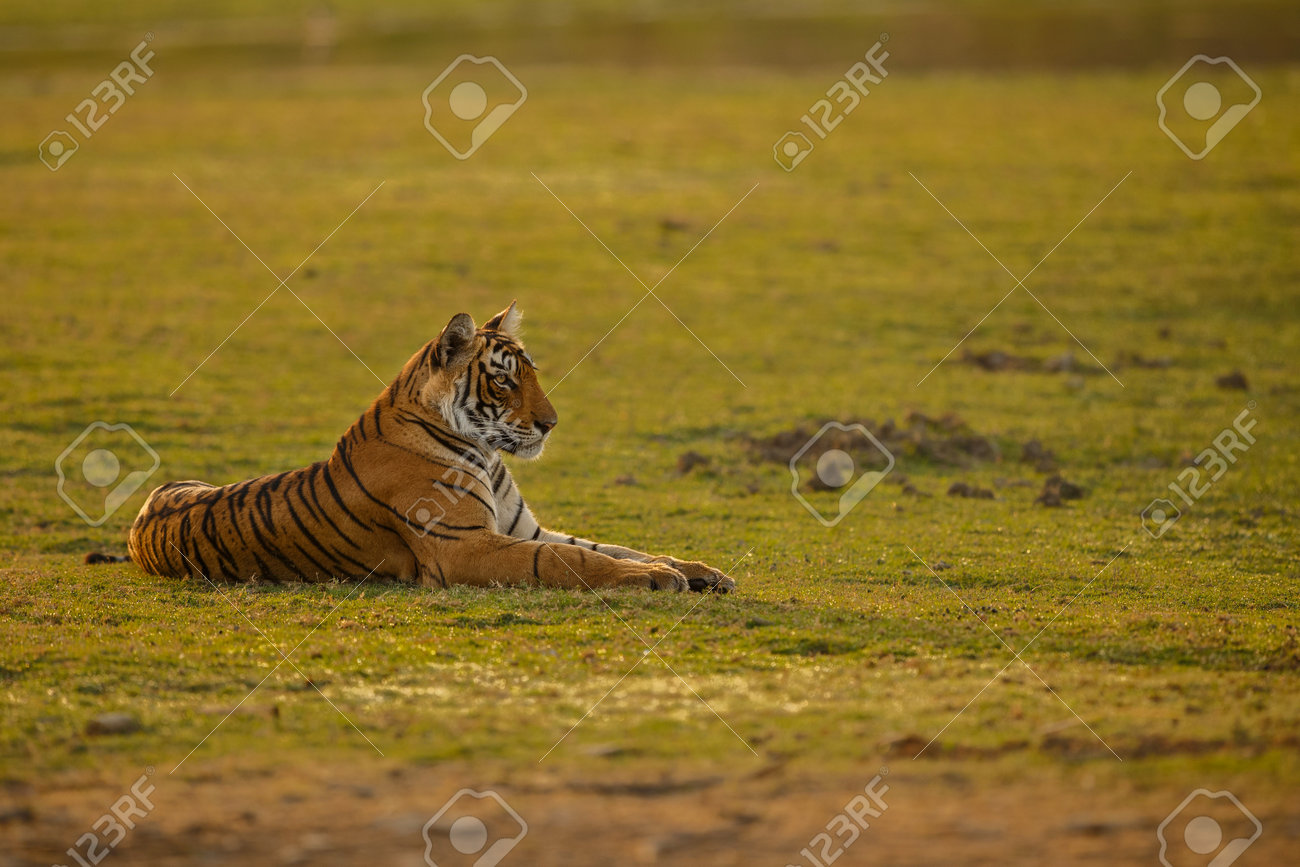 Beautiful tiger in the nature habitat. Tiger pose in amazing light. Wildlife scene with wild animal. Indian wildlife. Indian tiger. Panthera tigris tigris. - 161811341 Beautiful tiger in the nature habitat. Tiger pose in amazing light. Wildlife scene with wild animal. Indian wildlife. Indian tiger. Panthera tigris tigris. - 161811341