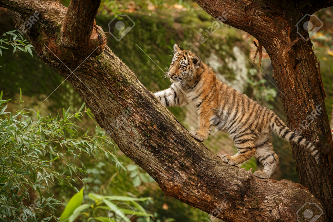 Beautiful tiger in the nature habitat. Tiger pose in amazing light. Wildlife scene with wild animal. Indian wildlife. Indian tiger. Panthera tigris tigris. - 161811345 Beautiful tiger in the nature habitat. Tiger pose in amazing light. Wildlife scene with wild animal. Indian wildlife. Indian tiger. Panthera tigris tigris. - 161811345