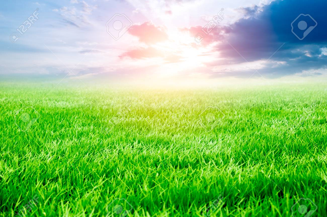 grass field sunset anime natural background sunset meadow green rice grass field stock photo 78485429 background sunset rice grass field grass field sunset anime natural background sunset meadow green rice grass field stock photo 78485429 background sunset rice grass field