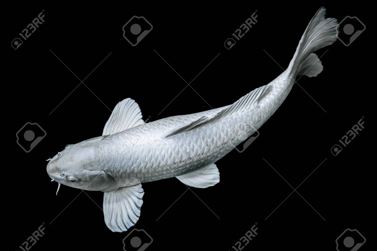 white butterfly koi fish on black background zen art calm animal