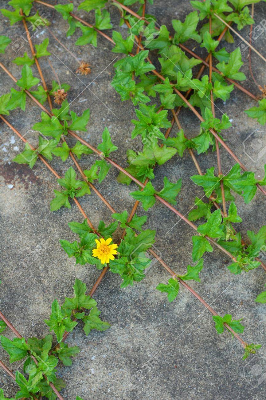 etiam-dictum-ipsum-a-felis