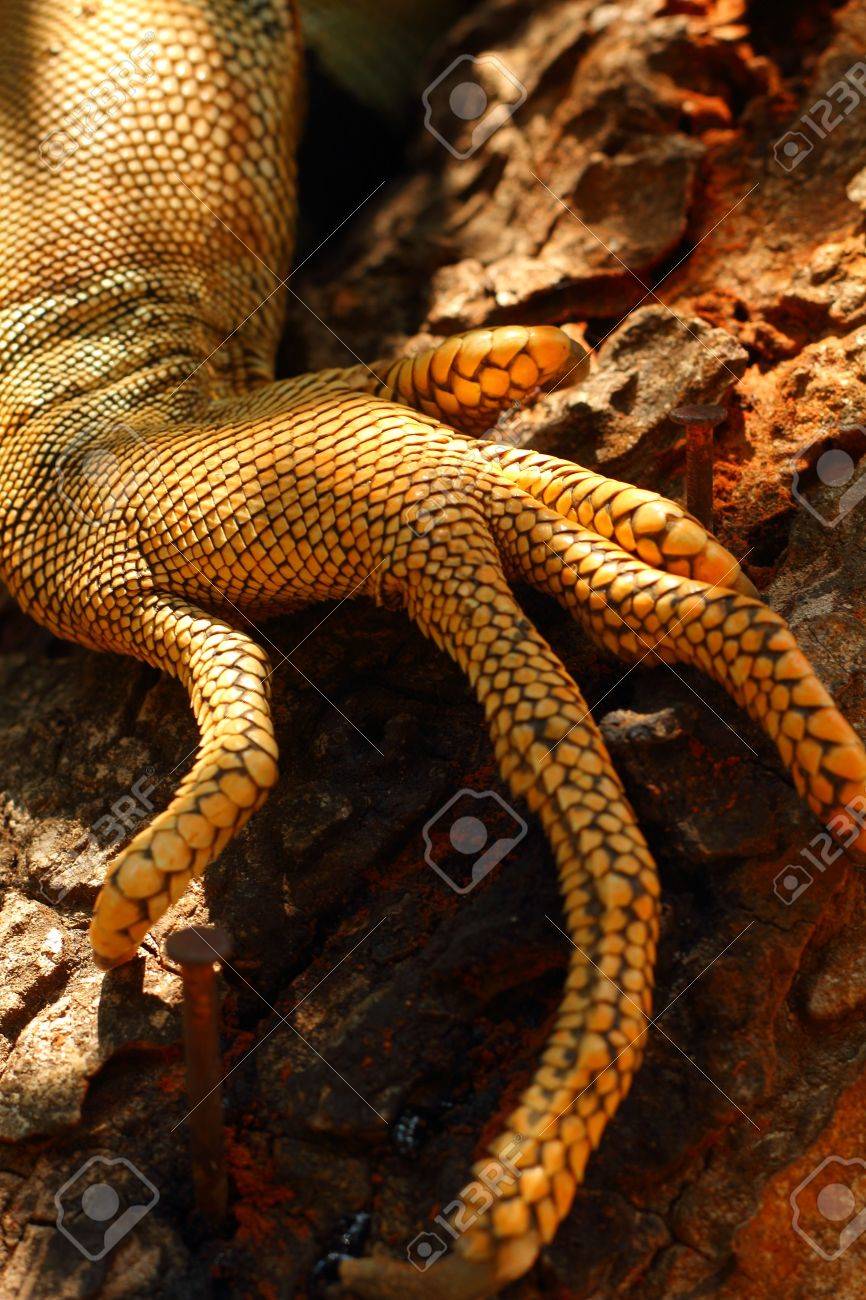 イグアナの足 の写真素材 画像素材 Image 14