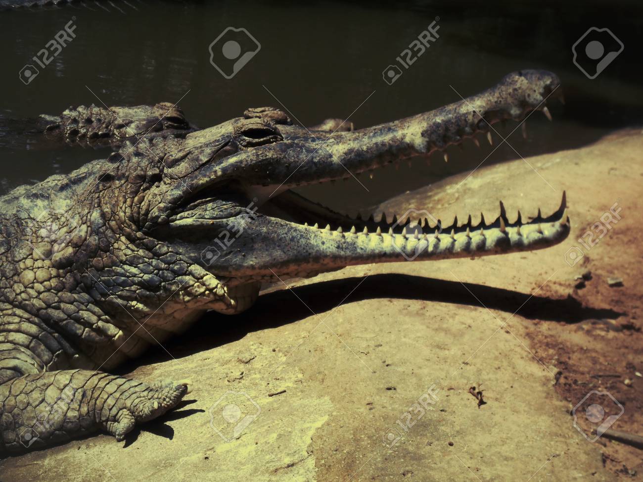 etiam-dictum-ipsum-a-felis